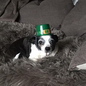 Meet your Posher, Sue